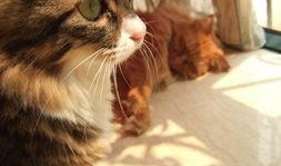 微密猫最新爆料事件,最新爆料事件背后的真相与内幕